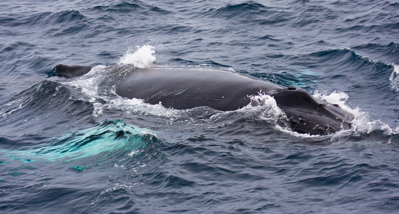 Humpback Whale